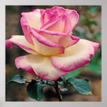 Tea Rose Princesse de Monaco Poster