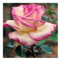 Tea Rose Princesse de Monaco posters