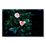 Tea Roses