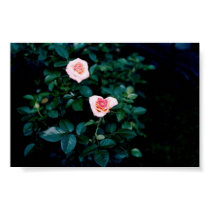 Tea Roses posters by Purple16 Tea Roses posters