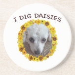Teacup Poodle Dog Digs Daisies Coaster