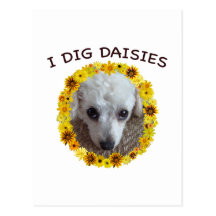 Teacup Poodle Dog Digs Daisies Postcard