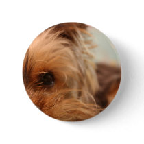 teacup yorkie puppy pin