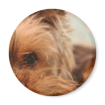 teacup yorkie puppy refrigerator magnets