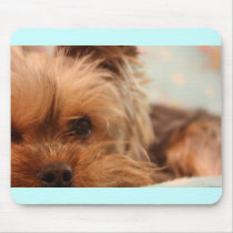 teacup yorkie puppy mousepads