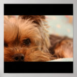 Teacup Yorkshire Puppy posters