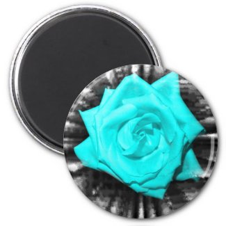 Teal aqua coloured rose, jagged black back magnet