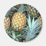 Teal, Green and Golden Hawaiian Pineapples Fridge Magnets