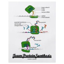 Team Protein Synthesis (Biology) Flyer Design