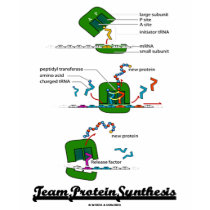Team Protein Synthesis (Biology) t-shirts by wordsunwords Team Protein Synthesis (Biology) t-shirts