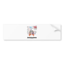 Team Respiration (Respiratory System) Bumper Stickers