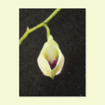 Teardrop Orchid postcards