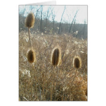 Teasels Card