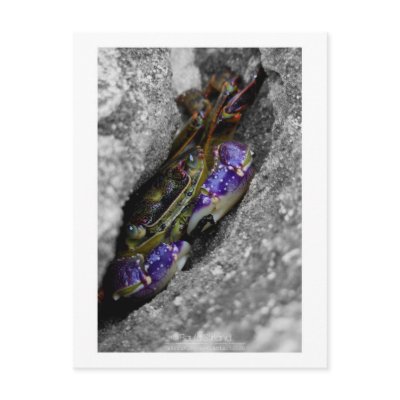 Technicoloured Creature Post Cards by Hatefueled
