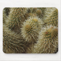 Teddy Bear Cactus Closeup mousepads