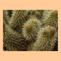 Teddy Bear Cactus Closeup posters