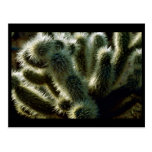 Teddy bear cholla cactus postcards