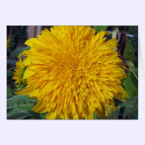 Teddy Bear Sunflower cards