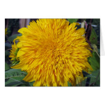 Teddy Bear Sunflower Cards