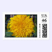 Teddy Bear Sunflower postage