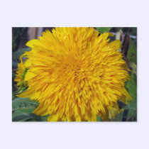 Teddy Bear Sunflower postcards