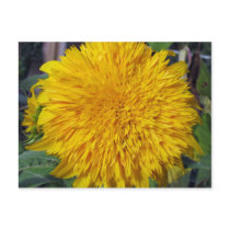 Teddy Bear Sunflower postcards by charlesblack7 Teddy Bear Sunflower postcards