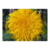 Teddy Bear Sunflower posters by charlesblack7 Teddy Bear Sunflower posters