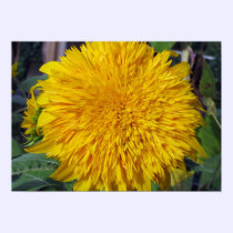 Teddy Bear Sunflower posters