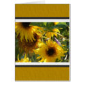 Teddy Bear Sunflowers: Kansas cards