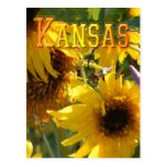 Teddy Bear Sunflowers: Kansas Postcard