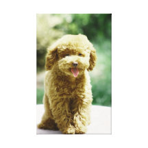 Teddy Dogs  Stretched Canvas Print