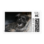 Teddy Reclining Postage Stamp