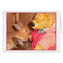 teddybears love little baby rabbits cards