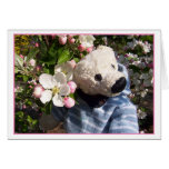 teddybeary springtime
