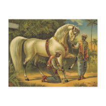 TEE Horse Royalty Postcards