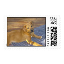Tee stamps