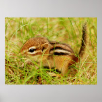 Teeny Tiny Baby Chipmunk Poster