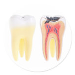 Teeth Anatomy Sticker