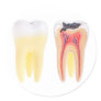 Teeth Anatomy Sticker