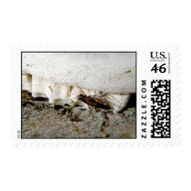 Teeth postage