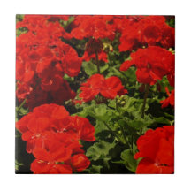 Teja roja de los geranios