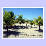 tela beach palms postcards