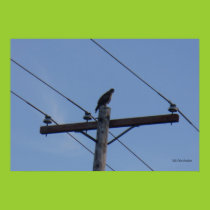 Telephone Pole Perch Poster posters
