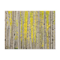 Telluride Aspens... Postcard