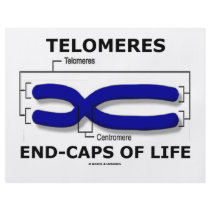 Telomeres End-Caps Of Life (Biology Humor) flyers