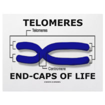Telomeres End-Caps Of Life (Biology Humor) letterhead