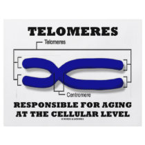 Telomeres Responsible For Aging At Cellular Level flyers