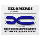 Telomeres Responsible For Aging At Cellular Level Custom Flyer