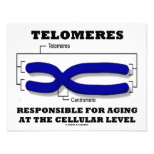 Telomeres Responsible For Aging At Cellular Level Personalized Invitation
