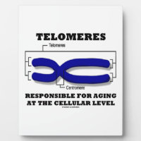 Telomeres Responsible For Aging At Cellular Level Plaque